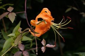 turk s cap lily