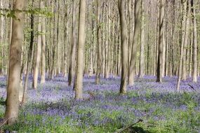 Landscape of calm forest