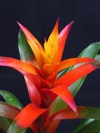 guzmania flower blossom macro