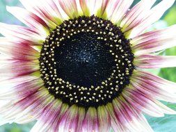 natural multi-colored sunflower close up