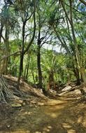 rainforest in hawaii
