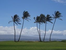 palm trees in hawaii cloudy scene