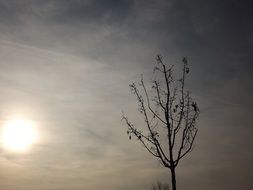 tree against the sky with dark clouds