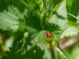 ladybird on nettle leaf