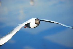 seagull bird flying portrait