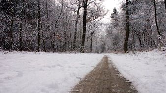 path away at snowy coniferous forest