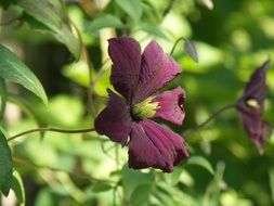 purple flowers blossom