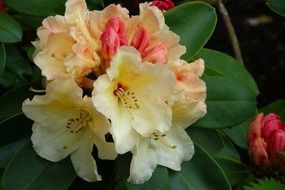 closeup photo of delightful beauty rhododenron flowers