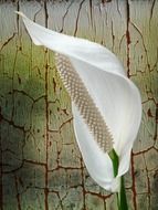 White Spathiphyllum on an abstract background