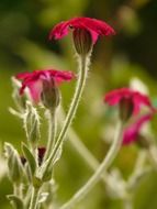 silene coronaria close-up on blurred background