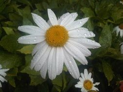 flower daisy white rainy