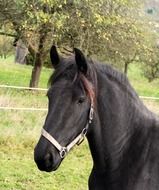 Black horse in harness on the street