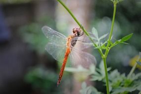 Close-up of the orange butterfly in the garden