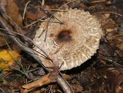top view on a mushroom among the dry leaves