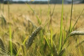 grain ears on a field