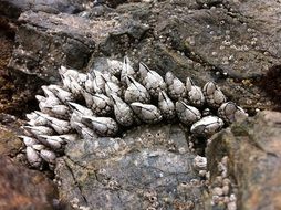 shellfish on the rocks on the beach in British Columbia