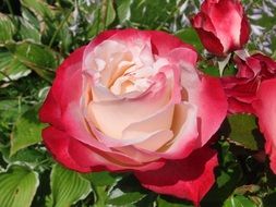 adorable pink rose in garden