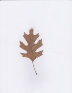 Dead dry red leaf of oak tree