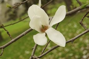 fresh magnolia white flowering
