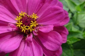 wild flower blossom close-up