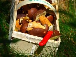 Mushrooms with the brown caps in autumn