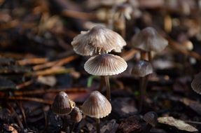 thin-legged mushroom family in the forest close-up on blurred background