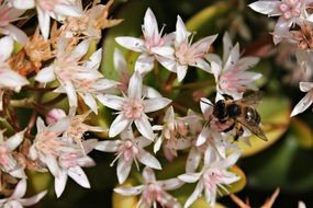 small wild bee on tiny pink flower