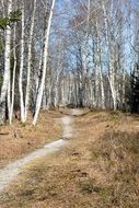 forest in early spring