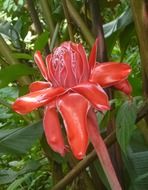 splendiferous etlingera wynios