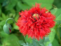 unusual red poppy