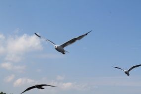 seagulls in flight closeup