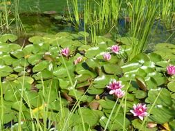 aquatic lilies plants