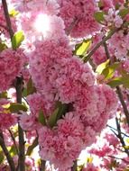 huge cherry tree blossom in the spring