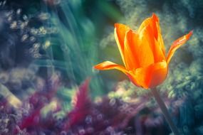 Orange tulip flower in spring