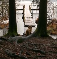 dog on the background of the boardwalk on the lake