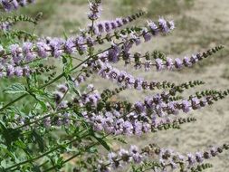 flowers mint