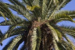 tropical tree crown, palm
