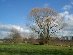 awakening tree in spring meadow scene