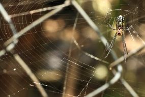 spider on its web