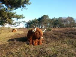scottish highland cows lying on meadow at forest, netherlands, soester dunes