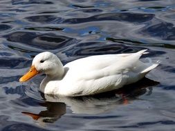 closeup photo of beautiful white duck in blue water