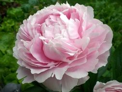 breathtaking peony blossom