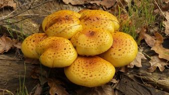 tree yellow fungus