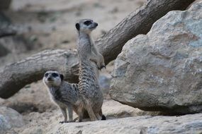 funny meerkat animal