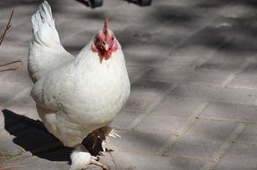 white chicken bird