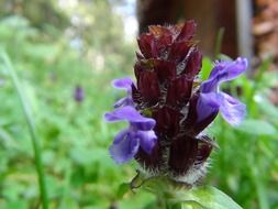 forest flower with purple buds