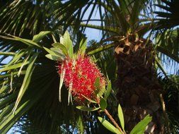 exotic red plant