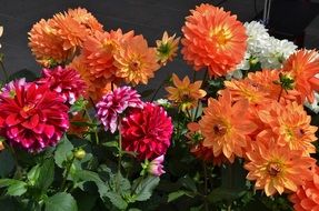 colorful dahlia flowers bouquet