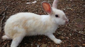 Wild rabbit in the forest
