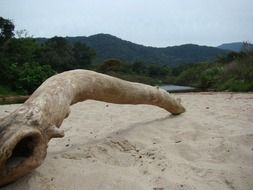 Trunk on the beach